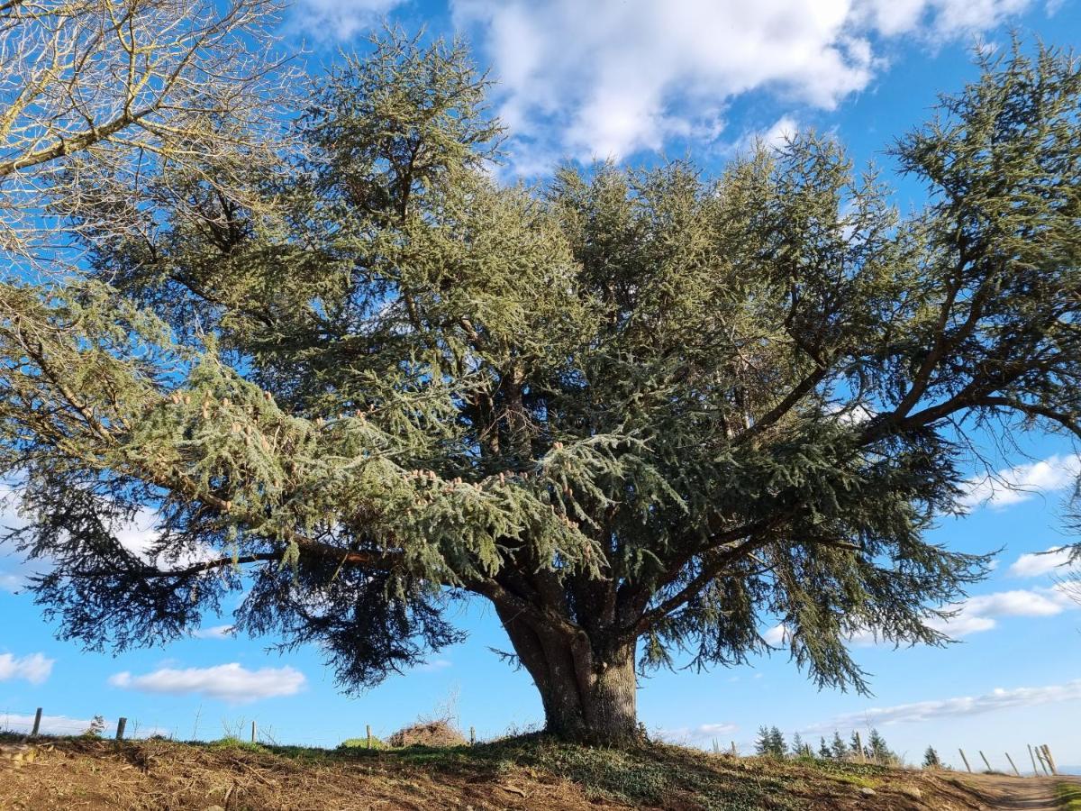 Вилла L'Oeil De Carcassonne Caudebronde Экстерьер фото